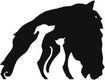 Pro Animale für Tiere in Not, Germany