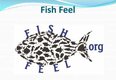 Fish Feel - USA